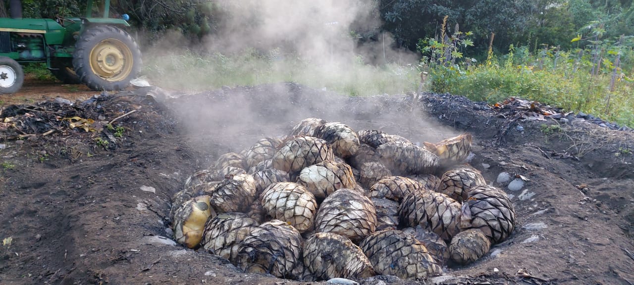 Cocción del maguey en un horno cónico de piedra